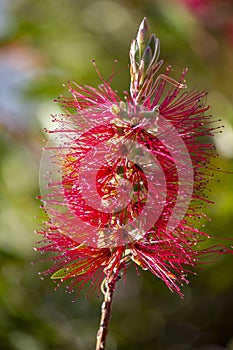 Crimson Bottlebrush (Callistemon citrinus)