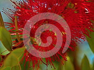 Crimson Bottlebrush-Callistemon citrinus