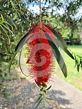 Crimson Bottlebrush Callistemon citrinus in bloom in spring