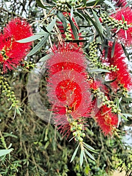 Crimson Bottlebrush Callistemon citrinus in bloom in spring