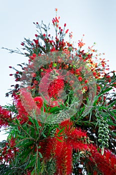 Crimson bottlebrush Callistemon citrinus the common red bottlebrush, crimson bottlebrush, or lemon bottlebrush, is a plant in