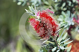 Crimson BottleBrush Callistemon Citrinus Flower Blooming Springtime Southern California