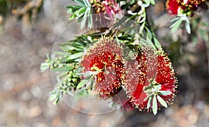 Crimson BottleBrush Callistemon Citrinus Flower Blooming Springtime Southern California