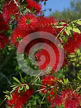 Crimson Bottlebrush Callistemon citrinus red spiky flowering bush