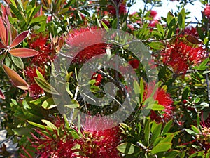 Crimson Bottlebrush Callistemon citrinus red spiky flowering bush