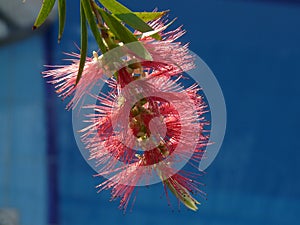 Crimson bottlebrush on Crete