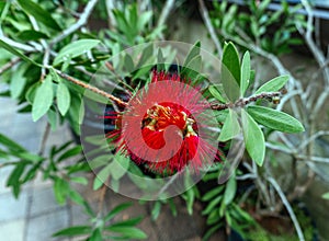 Crimson Bottlebrush Flower in Full Bloom photo