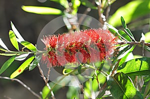 Crimson Bottlebrush Flower Stage