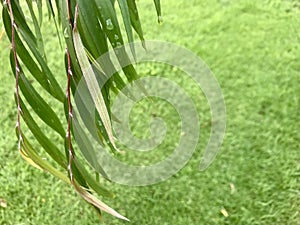 Crimson bottlebrush leaves with water drops in the morning.