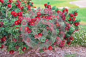 Crimson Bottlebrush, Melaleuca citrina, an evergreen shrub with bright flowers photo