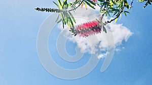Bright bottlebrush in the white clouds and blue sky background. photo