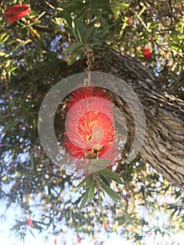 Crimson bottlebrush on tree in the morning sunshine.