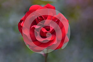 Crimson Bouquet Rosebud Flower Petal Mandala