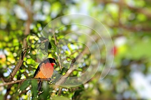 Crimson-breasted finch bird