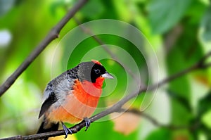 Crimson-breasted Finch bird in aviary