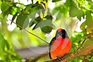 Crimson-breasted finch bird in aviary