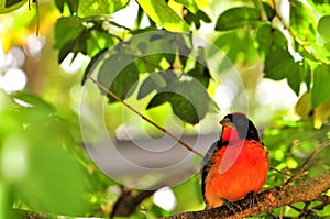 Crimson-breasted finch bird in aviary, Florida