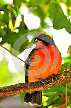 Crimson-breasted finch bird on branch, Florida