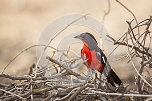 Crimson breasted Gonolek in Kgalagadi transfrontier park, South Africa