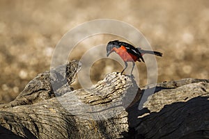 Crimson breasted Gonolek in Kgalagadi transfrontier park, South Africa