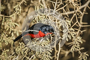 Crimson breasted Gonolek in Kgalagadi transfrontier park, South Africa