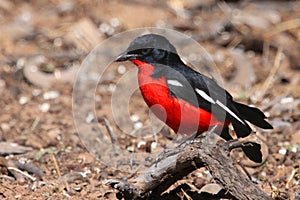 Crimson breasted shrike photo