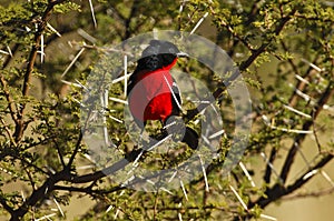 Crimson-breasted Shrike photo