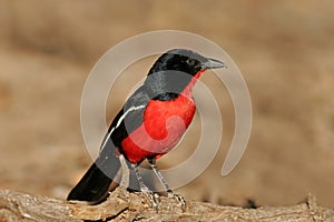 Crimson-breasted shrike