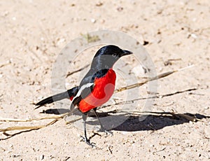 Crimson-breasted Shrike