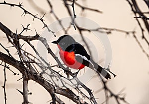 Crimson-breasted Shrike