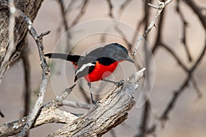 Crimson-breasted Shrike