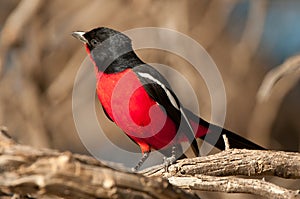 Crimson-breasted shrike