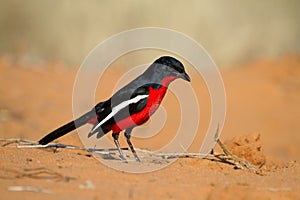 Crimson-breasted shrike