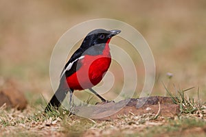 Crimson-breasted shrike