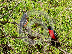 Crimson-breasted shrike