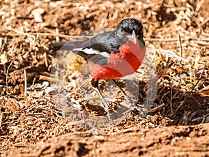 Crimson breasted shrike on ground