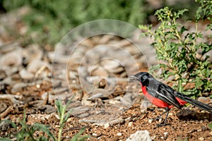 Crimson-breasted shrike on the ground.