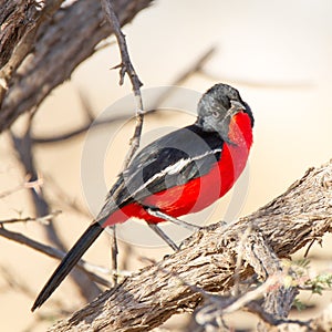 Crimson-breasted Shrike, Kalahari, South Africa