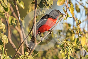 Crimson-breasted shrike, Laniarius atrococcineu