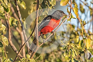 Crimson-breasted shrike, Laniarius atrococcineu