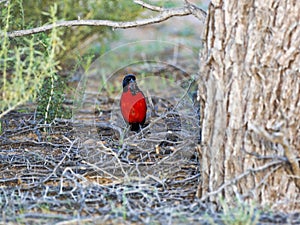 Crimson-breasted Shrike, Laniarius atrococcineus, with beetle, Kalahari, South Africa