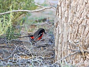 Crimson-breasted Shrike, Laniarius atrococcineus, with beetle, Kalahari, South Africa