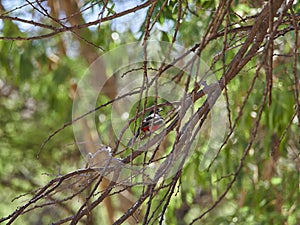 crimson breasted shrike, Laniarius atrococcineus, crimson breasted gonolek