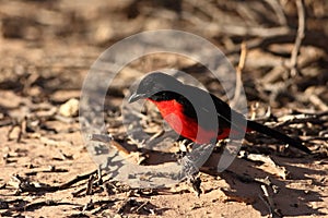 The crimson-breasted shrike Laniarius atrococcineus or the crimson-breasted gonolek, sitting on the dry sand in the shade