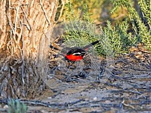 Crimson-breasted Shrike, Laniarius atrococcineus, Kalahari, South Africa