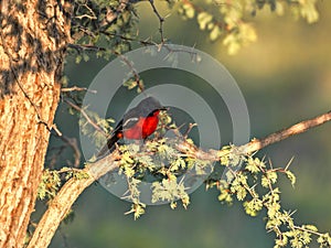 Crimson-breasted Shrike, Laniarius atrococcineus, Kalahari, South Africa