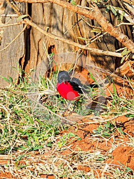 Crimson-breasted shrike, Laniarius atrococcineus. Madikwe Game Reserve, South Africa