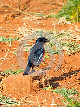 Crimson-breasted shrike, Laniarius atrococcineus. Madikwe Game Reserve, South Africa