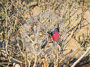 Crimson-breasted shrike, Laniarius atrococcineus. Madikwe Game Reserve, South Africa