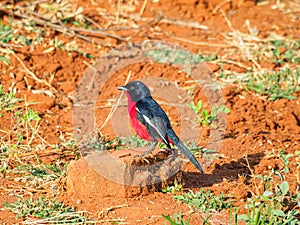 Crimson-breasted shrike, Laniarius atrococcineus. Madikwe Game Reserve, South Africa